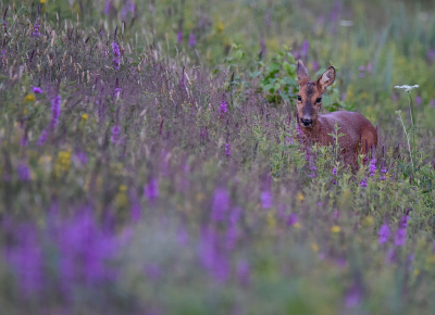 In de late avond kwam ik dit reegeitje tegen in een mooi kleurrijk veldje.