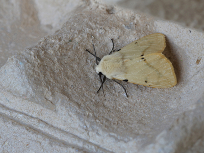 Op de grens van licht en duister.
Deze vlinder was op lamplicht afgekomen en had zich gesetteld tussen een stapel eierendozen.
Het geheel iets meer in het beperkte licht gedraaid en na de fotos weer terug.
Opvallend bij deze soort is dat de antennes altijd weid uit staan, ook zoals hier in rust.


Beschrijf de manier waarop de foto gemaakt is. (Minimaal 15 woorden).
Maximale lengte (karakters): 2048
Techniek (bewerkingen/exif):
Beschrijf de bewerkingen die je op de foto hebt uitgevoerd,
gebruikt diafragma/sluit