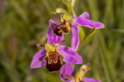 Een bijenorchis in close up laat zien dat deze horentjes heeft.