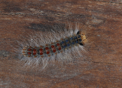 De kleurrijke rups van een  niet bepaald uitbundig gekleurde nachtvlinder, de Plakker.
Zeer apart die rozetten van waaruit haren ontspringen.