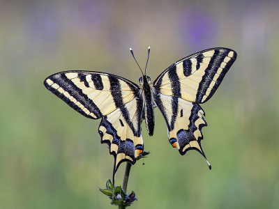 Nature picture: 5. Papilio alexanor / Zuidelijke Koninginnenpage / Southern Swallowtail