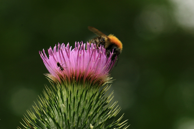<i class='fa fa-user'></i>&nbsp;frbeuming&nbsp;|  Akkerhommel en mier op distel&nbsp; <i class='fa fa-eye'>&nbsp;50</i> &nbsp; <i class='fa fa-comment-o'>&nbsp;0</i>
