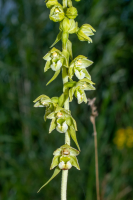 Een Brede Wespenorchis wordt ook wel een 'gewone' Orchidee genoemd, maar toch is hij zeker niet zo algemeen in Nederland. Na ruim 2 weken in knop gestaan te hebben was deze dan eindelijk echt in bloei. Het is een beetje een albino bloem. Meestal zijn de bloemen rood aangelopen maar deze is zelfs groen van binnen en zeer bleek van kleur met een witte lip.