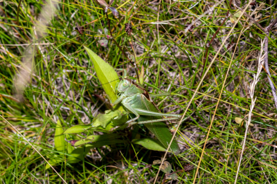 Een Grote Groene Sabelsprinkhaan valt niet echt op in het groen, maar ze zijn te groot om ze niet te zien als ze bewegen.