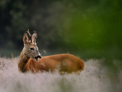 Deze bok stond aan de overkant van de wei toen ik hem zag.
Veel te ver voor een mooie foto dus even helemaal omgelopen en daar had ik hem mooi dichtbij in het hoge gras.