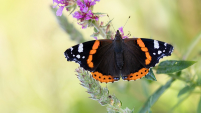Op zoek naar libellen kwam ik deze atalanta tegen. Hier de vlinder uit de zon gehouden door zelf in het zonlicht te gaan staan.