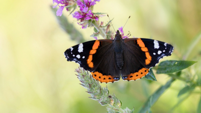 Op zoek naar libellen kwam ik deze atalanta tegen. Hier de vlinder uit de zon gehouden door zelf in het zonlicht te gaan staan.