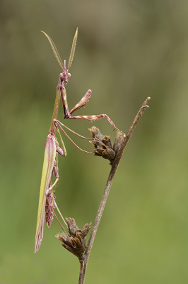 <i class='fa fa-user'></i>&nbsp;Mignon-Creative&nbsp;|  Empusa pennata&nbsp; <i class='fa fa-eye'>&nbsp;79</i> &nbsp;<i class='fa fa-thumbs-up'>&nbsp;7</i> &nbsp; <i class='fa fa-comment-o'>&nbsp;3</i>