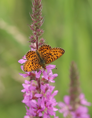 Omdat je dit natuurgebiedje niet in mag sta ik nog wel eens aan de rand in de hoop dat er iets mijn kant op komt en vanmiddag had ik geluk. Tientallen van deze soort kunnen fotograferen binnen een meter afstand.