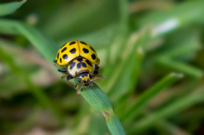 Dit kleine torretje met een fel gele kleur kwam om me zitten en dook toen in het gras. Het heet wel Lieveheersbeestje maar is maar eenderde zo groot als de rode soort waaraan we meestal denken bij deze naam. Frontaal is het ook een heel fraai kevertje.