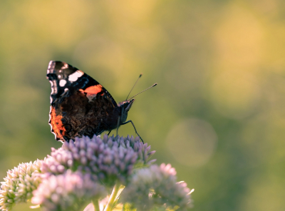 Op zoek naar libellen kwam ik deze atalanta tegen. Hier de vlinder uit de zon gehouden door zelf in het zonlicht te gaan staan.