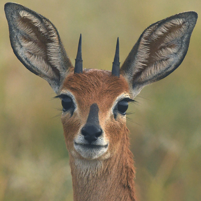 <i class='fa fa-user'></i>&nbsp;Eric Gibcus&nbsp;|  Steenbokantilope&nbsp; <i class='fa fa-eye'>&nbsp;105</i> &nbsp;<i class='fa fa-thumbs-up'>&nbsp;5</i> &nbsp; <i class='fa fa-comment-o'>&nbsp;2</i>