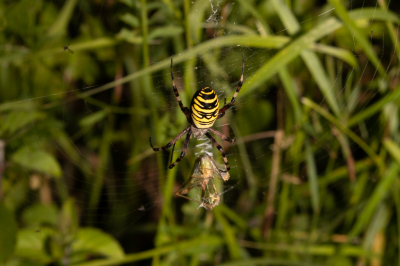 Deze Wespspin had net een Krekel gevangen en ingesnoerd. Onvoorstelbaar hoe snel dat gaat maar nog onvoorstelbaarder hoe snel de Krekel is verschrompeld daarna. Ook opvallend bij deze spin is dat hij zigzagsteken maakt bij de prooi. Waarschijnlijk om het net daar te verstevigen.