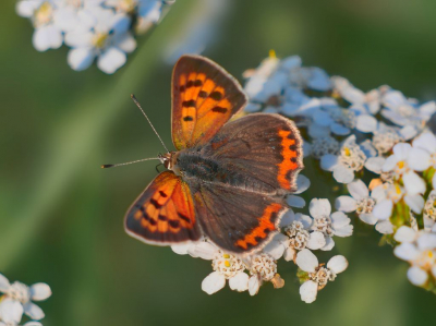 Ik was bloemen aan het fotrograferen toen plotseling deze vlinder landde op het duizendblad.