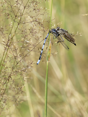 Het rondje op het Logtse Veld begon nat en frisjes. Veel beweging was er niet maar her en der wat insecten en een paar Oranje Zandoogjes. De bewolking begon te breken en een heel mager zonnetje werd zichtbaar...voor even dan. Deze Zandroofvlieg had zijn ontbijt, een Watersnuffel, al jagend te pakken gekregen en plofte in het gras neer.