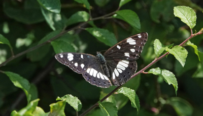 <i class='fa fa-user'></i>&nbsp;nelappelmelk&nbsp;|  Blauwe IJsvogelvlinder&nbsp; <i class='fa fa-eye'>&nbsp;106</i> &nbsp; <i class='fa fa-comment-o'>&nbsp;2</i>