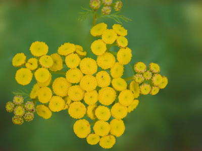 Veel meer boerenwormkruid dan vorige jaren in mijn tuin. Mooie plant. Uit de hand.