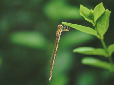 Deze juffer vloog rond in een tuin bij iemand waar ik op bezoek was.