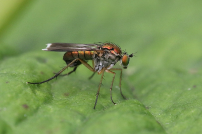<i class='fa fa-user'></i>&nbsp;Henk Baptist&nbsp;|  Poecilobothrus nobilitatus&nbsp; <i class='fa fa-eye'>&nbsp;69</i> &nbsp;<i class='fa fa-thumbs-up'>&nbsp;6</i> &nbsp; <i class='fa fa-comment-o'>&nbsp;8</i>