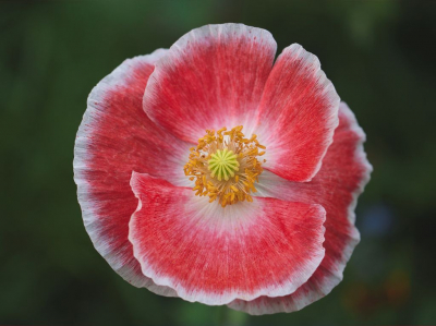 De bloem stond in een van de enkele meters brede baan van veldbloemen die in dit gebied langs de meeste akkers zijn gezaaid