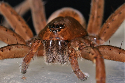<i class='fa fa-user'></i>&nbsp;frbeuming&nbsp;|  Grote Oeverspin&nbsp; <i class='fa fa-eye'>&nbsp;87</i> &nbsp;<i class='fa fa-thumbs-up'>&nbsp;2</i> &nbsp; <i class='fa fa-comment-o'>&nbsp;2</i>