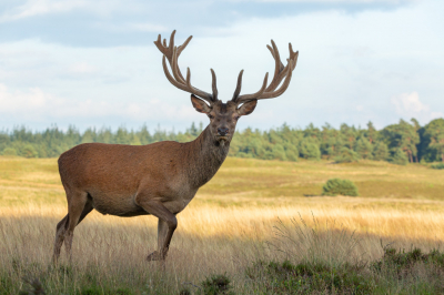 Na een dag vol wisselende buien klaarde het in de avonduren op, reden voor roodwild om er vroeg op uit te trekken. Dit voor mij bekende hert kwam op een geweldige plek uit de dekking en wisselde voor de aanzit plaats langs.