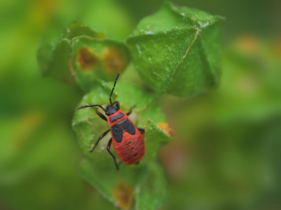 Deze vuurwantsnimf zat in mijn tuin op wat bijna uitgebloeid kaasjeskruid.