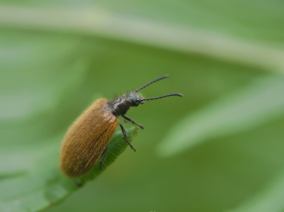 De kever zat op een blad aan de kant van een klein slootje. Ik kon hem net bereiken met de camera.