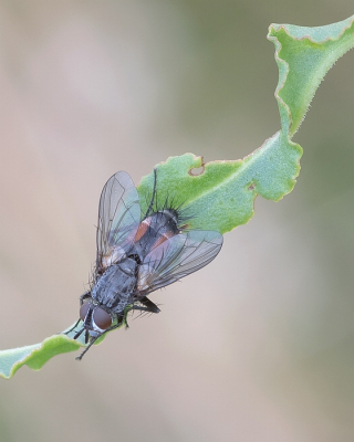 <i class='fa fa-user'></i>&nbsp;Johan van Gurp&nbsp;|  Eriothrix rufomaculata&nbsp; <i class='fa fa-eye'>&nbsp;61</i> &nbsp;<i class='fa fa-thumbs-up'>&nbsp;2</i> &nbsp; <i class='fa fa-comment-o'>&nbsp;1</i>