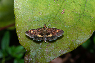 In mijn tuin staat (bijna) geen Munt, maar dit Vlindertje zit er volop. Maar ook nooit op de paar Muntplantjes.