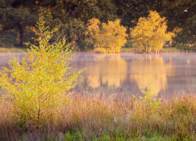 Bij zonsopkomst en een lichte ochtendnevel kleuren de berken alweer geel. door een lichte bries en de nevel is het water van het ven in een waas gehuld