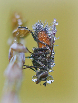 <i class='fa fa-user'></i>&nbsp;Nel R&nbsp;|  Eriothrix rufomaculata&nbsp; <i class='fa fa-eye'>&nbsp;96</i> &nbsp;<i class='fa fa-thumbs-up'>&nbsp;12</i> &nbsp; <i class='fa fa-comment-o'>&nbsp;8</i>