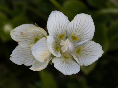 <i class='fa fa-user'></i>&nbsp;Tim Oord&nbsp;|  Parnassia&nbsp; <i class='fa fa-eye'>&nbsp;65</i> &nbsp;<i class='fa fa-thumbs-up'>&nbsp;2</i> &nbsp; <i class='fa fa-comment-o'>&nbsp;2</i>