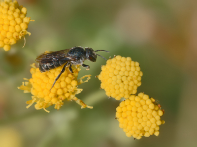 Er zitten veel van deze bijtjes in mijn tuin. Zo goed als alle insecten bij mijn insectenhotel behoren tot deze soort.