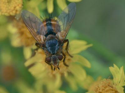 Ik had deze vlieg nog niet eerder in mijn tuin gezien, hoewel hij vrij algemeen schijnt te zijn. Mooie vlieg.