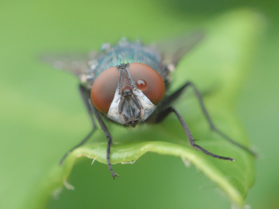 Al aardig wat groene vleesvliegen gefotografeerd, maar dit is het eerste portret. Die waterdruppel op een van de ogen vind ik wel een leuk extra