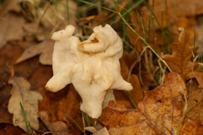 Deze gekke paddestoel gefotografeerd, maar kan niet ontdekken welke het is, misschien wel een foutje van moeder natuur