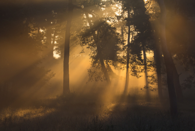 <i class='fa fa-user'></i>&nbsp;David&nbsp;|  Zonneharpen in het bos&nbsp; <i class='fa fa-eye'>&nbsp;108</i> &nbsp;<i class='fa fa-thumbs-up'>&nbsp;14</i> &nbsp; <i class='fa fa-comment-o'>&nbsp;9</i>