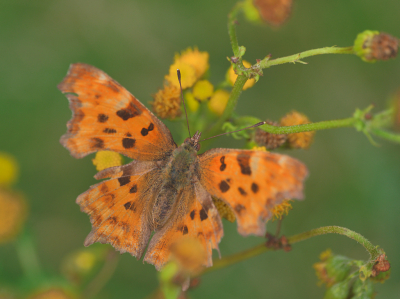 Veel vlinders in de AWD gisteren, maar de meeste moeilijk tot niet (goed) te fotograferen. Deze bleef net lang genoeg zitten voor een foto.