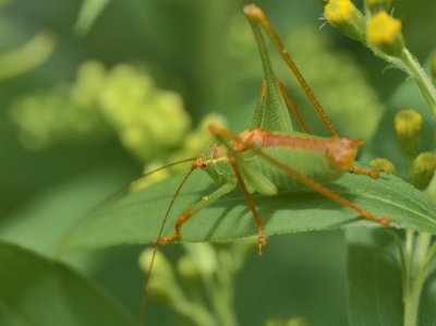 Deze man stuiksprinkhaan zat in de tuin van mijn  vriendin. Er zat ook een vrouwtje. Ze bleven aardig stilzitten