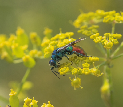 <i class='fa fa-user'></i>&nbsp;Tim Oord&nbsp;|  Chrysis fulgida&nbsp; <i class='fa fa-eye'>&nbsp;127</i> &nbsp;<i class='fa fa-thumbs-up'>&nbsp;16</i> &nbsp; <i class='fa fa-comment-o'>&nbsp;12</i>