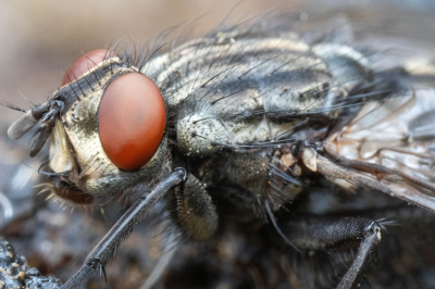Foto gemaakt in de tuin bij zonlicht zonder extra verlichting
Levende vlieg.