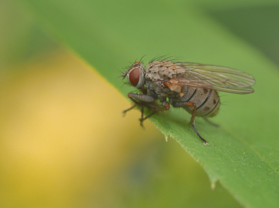 Gevonden in mijn tuin. Gezocht naar een Nederlandse en Engelse naam, maar (ook in het archief van Nederpix) geen duidelijk resultaat gevonden