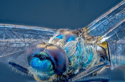 Dode libelle in studio gefotografeerd. Stackrail gebruikt en deze samengevoegd met zerene software