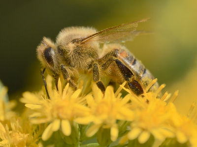 Op school leerde ik vroeger dat bijen stuifmeel meedragen aan hun poten. Dat is natuurlijk zo, maar ook verder zitten ze helemaal onder het stuifmeel, tot hun ogen aan toe. Omdat ze altijd bewegen en steeds met hun kop in de bloem duiken vind ik ze wel lastig te fotograferen