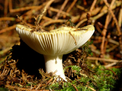 <i class='fa fa-user'></i> Hietbrink | Geelwitte Russula  <i class='fa fa-eye'> 99</i>   <i class='fa fa-comment-o'> 0</i>