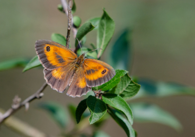 <i class='fa fa-user'></i>&nbsp;Eef Kieft&nbsp;|  Oranje Zandoogje&nbsp; <i class='fa fa-eye'>&nbsp;59</i> &nbsp; <i class='fa fa-comment-o'>&nbsp;2</i>