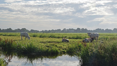 <i class='fa fa-user'></i>&nbsp;kooyammers&nbsp;|  Ochtendsfeer in de polder&nbsp; <i class='fa fa-eye'>&nbsp;93</i> &nbsp;<i class='fa fa-thumbs-up'>&nbsp;3</i> &nbsp; <i class='fa fa-comment-o'>&nbsp;9</i>