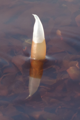 Dit is een roodwier, maar bovenwater ziet het wat bruin. Ik weet niet of dit een soort vruchtlichaam is. Er stonden er zo'n stuk of 25 boven het water uit. Geprobeerd of ik er ook een opname met de Olympus half boven en half onderwater kon maken. Maar door de golfslag mislukte dat. Zocht de Engelse naam, maar er staat er nog geen op Nederpix, dus niet te vinden. Na een week lagen ze allemaal om en was van deze punten niet veel meer over. Mijn man bedacht een andere naam voor dit wier. Die naam zet ik hier maar niet.