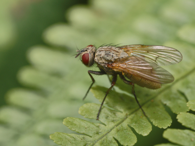 <i class='fa fa-user'></i>&nbsp;janvangastel&nbsp;|  Helina sp.&nbsp; <i class='fa fa-eye'>&nbsp;46</i> &nbsp;<i class='fa fa-thumbs-up'>&nbsp;3</i> &nbsp; <i class='fa fa-comment-o'>&nbsp;4</i>